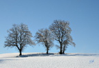 3 Arbres 1 - (3098 visites) 3 Arbres 1