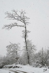 Arbre neige1