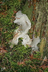 Champignon 1