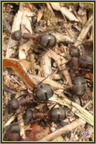 Fourmis 4