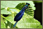 Grande libellule 6 - (1504 visites) Grande libellule 6
