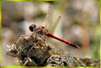 Libellule rouge 2