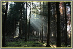 Lumière forêt 2 - (1390 visites) Lumière forêt 2