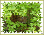 Lynx 3 - (1347 visites) Lynx 3