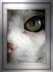 oeil de chat 2