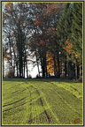 Orée bois 2 - (1522 visites) Orée bois 2