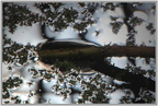Reflets étang 4 - (1613 visites) Reflets étang 4