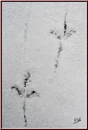Traces de pattes 2 - (1879 visites) Traces de pattes 2