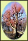 Arbre Sauvabelin 2 - (2299 visites) Arbre Sauvabelin 2