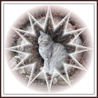 Chat étoile2 - (1797 visites) Chat étoile2