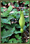 Etrange verdure 5 - (1578 visites) Etrange verdure 5