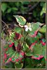Feuilles colorées 2 - (1609 visites) Feuilles colorées 2