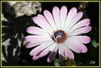 Fleur Osteospermum 3 - (1669 visites) Fleur Osteospermum 3