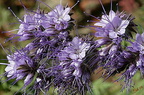 Fleurs mauves 5