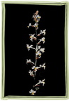 Orchidée petite 1 - (1723 visites) Orchidée petite 1