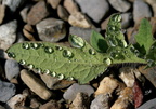 perles d'eau 1