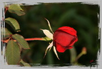 Rose rouge 1 - (1690 visites) Rose rouge 1