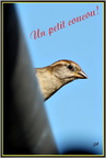 Petit coucou 1