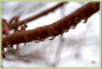 Gouttes d'eau 3 - (1385 visites) Gouttes d'eau 3