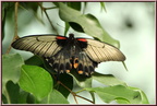 Papillon 00 - (1553 visites) Papillon 00