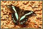 Papillon 06 - (1609 visites) Papillon 06