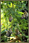 Papillons 18 - (1829 visites) Papillons 18