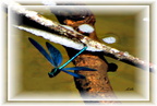 Libellule vol rivière 1 - (2371 visites) Libellule vol rivière 1